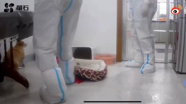 Nhân viên phòng chống COVID-19 xử lý con chó corgi. Ảnh chụp màn hình Nhân viên phòng chống COVID-19 xử lý con chó corgi. Ảnh chụp màn hình