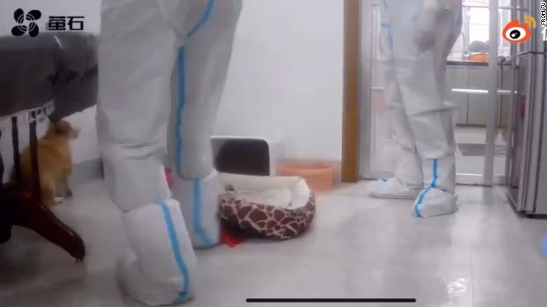 Nhân viên phòng chống COVID-19 xử lý con chó corgi. Ảnh chụp màn hình