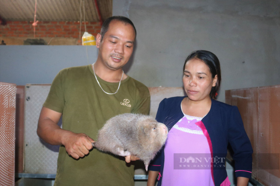 Bén duyên với cặp dúi rừng, chỉ sau vài năm có thời điểm đàn dúi của anh Đào Anh Tuấn, xã Hà Đông, (huyện Đăk Đoa, tỉnh Gia Lai) phát triển lên đến 400 con Bén duyên với cặp dúi rừng, chỉ sau vài năm có thời điểm đàn dúi của anh Đào Anh Tuấn, xã Hà Đông, (huyện Đăk Đoa, tỉnh Gia Lai) phát triển lên đến 400 con