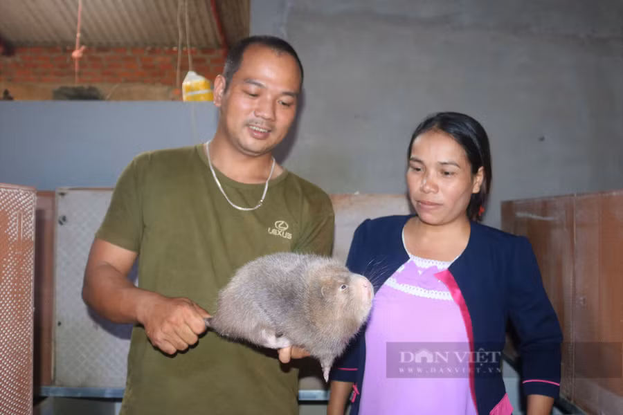  Bén duyên với cặp dúi rừng, chỉ sau vài năm có thời điểm đàn dúi của anh Đào Anh Tuấn, xã Hà Đông, (huyện Đăk Đoa, tỉnh Gia Lai) phát triển lên đến 400 con