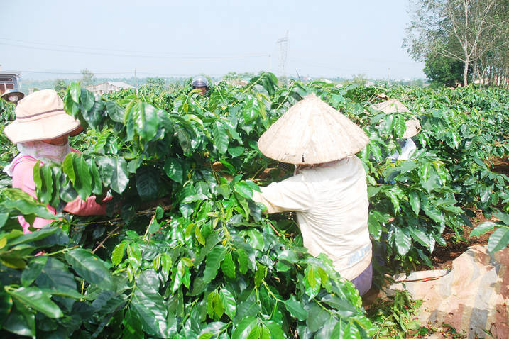  Nông dân xã Nghĩa Hưng (huyện Chư Păh) thu hoạch cà phê. Ảnh: Ngọc Thu