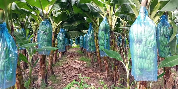  Công ty TNHH MTV Đào Tiến Phát Gia Lai tiên phong ứng dụng công nghệ cao trong quy trình sản xuất chuối tiêu chất lượng cao, đủ tiêu chuẩn xuất khẩu