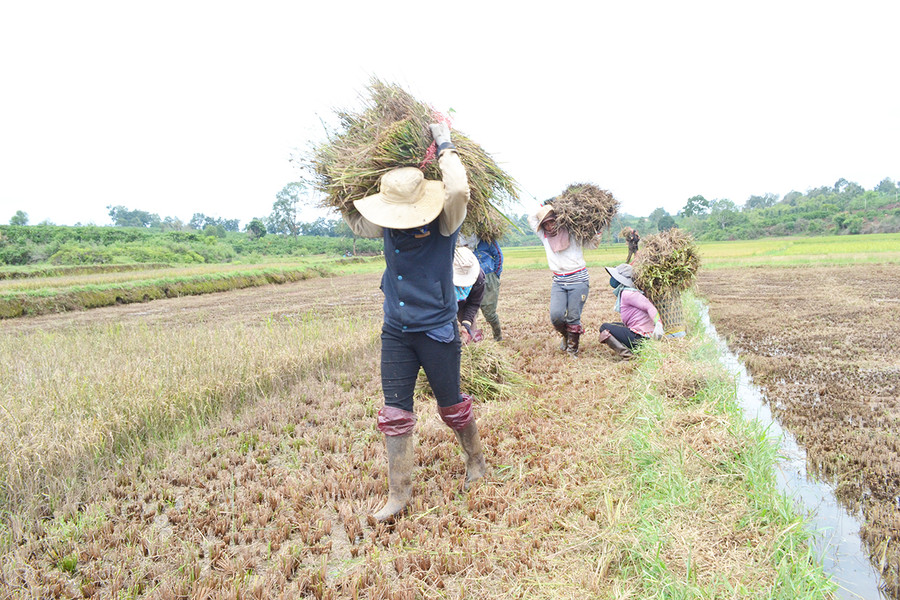 Người dân thu hoạch lúa. Ảnh: Lê Nam  Người dân thu hoạch lúa. Ảnh: Lê Nam