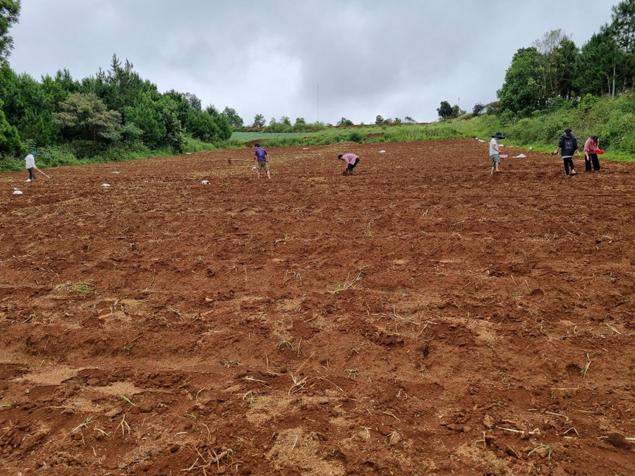 Nông dân xã Đắk Buk So, huyện Tuy Đức, tỉnh Đắk Nông đang làm đất chuẩn bị gieo hạt hoa hướng dương. Ảnh: HND.