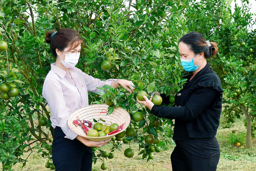 4.Cán bộ Ngân hàng Chính sách xã hội thị xã An Khê kiểm tra mục đích sử dụng nguồn vốn tại thị xã An Khê.