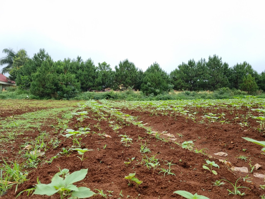 Vườn hoa hướng dương ở giai đoạn cây non đang phát triển. Ảnh: HND