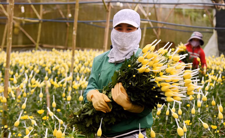 Giá hoa cúc Đà Lạt tăng cao