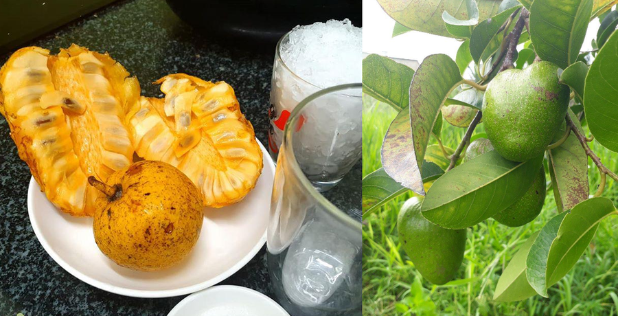 Trái bình bát dầm đá đường vừa thơm vừa mát. Ảnh: Thu Trân