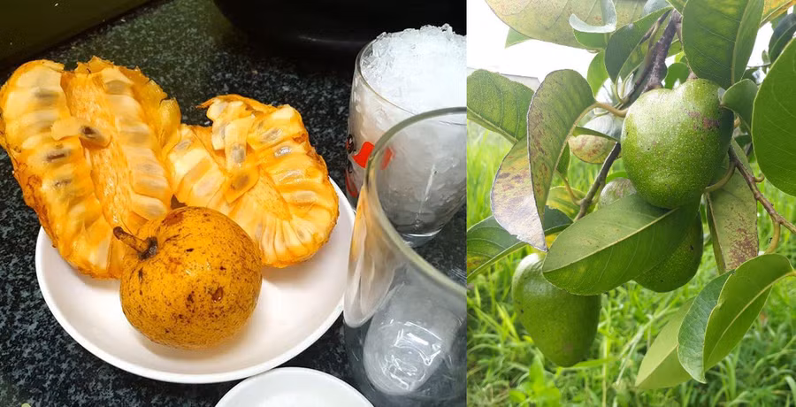 Trái bình bát dầm đá đường vừa thơm vừa mát. Ảnh: Thu Trân