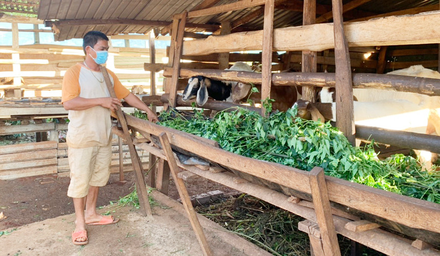 Ông Trần Văn Dũng (thôn Linh Nham) đã đổ bê tông nền chuồng và lót thêm cỏ khô, vỏ cà phê để thu gom, xử lý chất thải. Ảnh: Hồng Thương Ông Trần Văn Dũng (thôn Linh Nham) đã đổ bê tông nền chuồng và lót thêm cỏ khô, vỏ cà phê để thu gom, xử lý chất thải. Ảnh: Hồng Thương