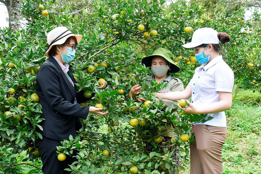 7.Bà Phạm Thị Mỹ Hạnh (ngoài cùng bên phải)-Chủ tịch Hội nông dân xã Sơn Lang-cho biết: “Hội nông dân xã đã tín chấp với Phòng Giao dịch Ngân hàng Chính sách Xã hội huyện Kbang cho 257 hộ vay với tổng số tiền hơn 16,3 đồng thông qua 6 tổ vay vốn. Trong đó, nhiều hộ vay là hộ đồng bào dân tộc thiểu số đã thoát nghèo và có cuộc sống ổn định”.