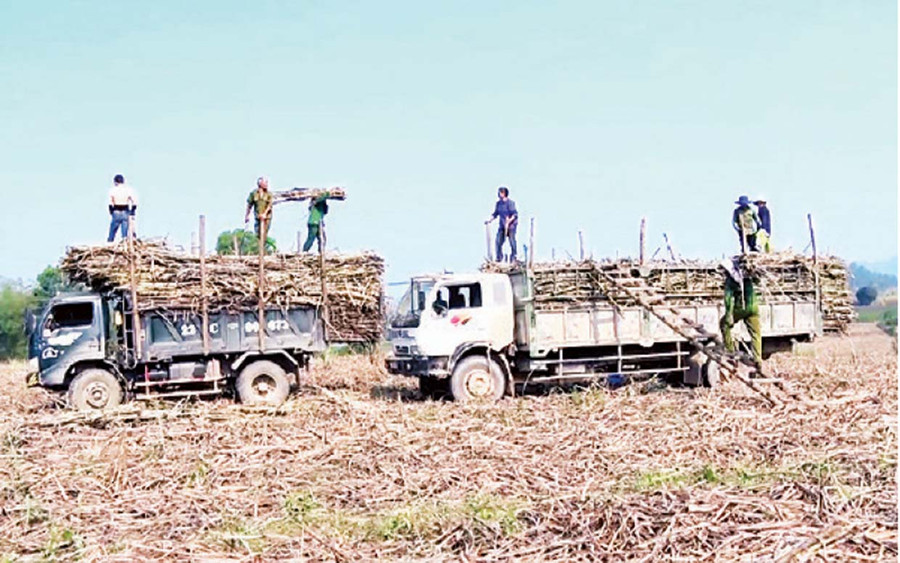 Người dân tỉnh Tuyên Quang thu hoạch mía. Người dân tỉnh Tuyên Quang thu hoạch mía.