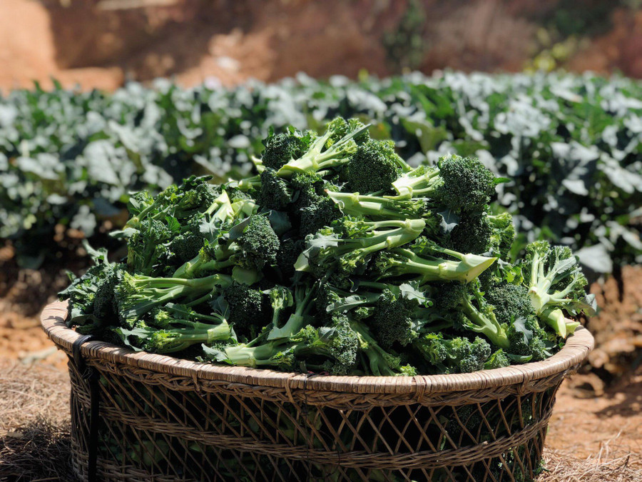 Nông trại của Thịnh hiện nay có đầy đủ các loại rau củ quả thuận tự nhiên và tươi ngon mỗi ngày