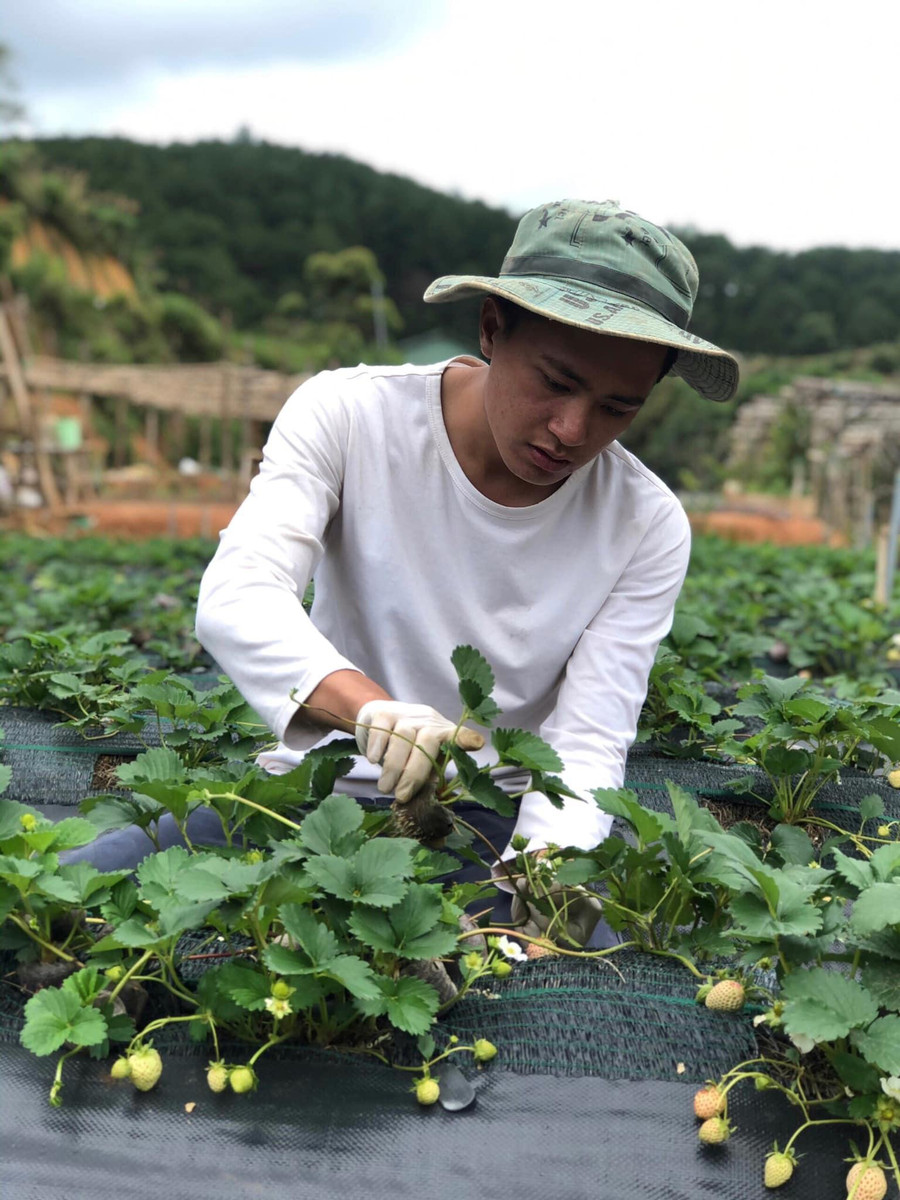  Thịnh cần mẫn với vườn dâu ngoài trời mỗi ngày.