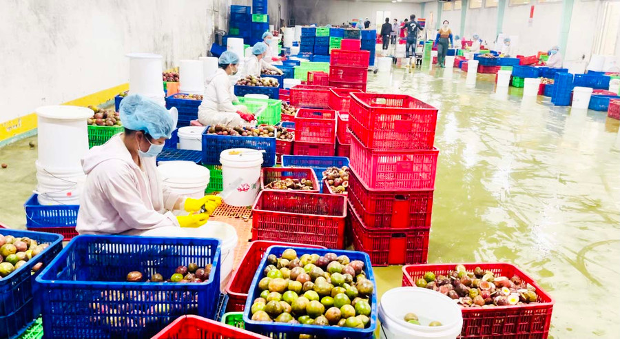 Chanh dây là mặt hàng có nhiều tiềm năng để xuất khẩu sang thị trường EU. Ảnh: Vũ Thảo Chanh dây là mặt hàng có nhiều tiềm năng để xuất khẩu sang thị trường EU. Ảnh: Vũ Thảo