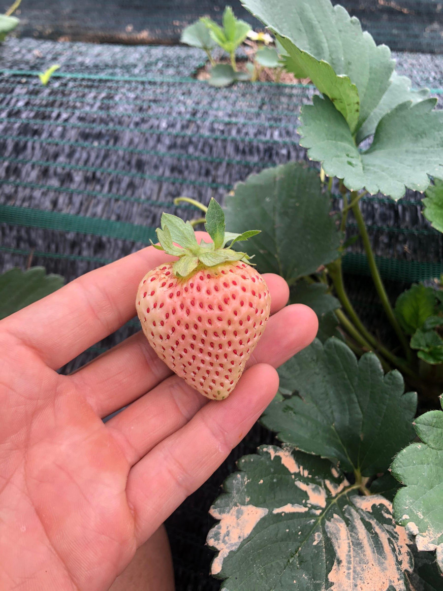 Dù rất khó khăn giai đoạn đầu, nhưng bây giờ Thịnh vui vì đã chinh phục thành công được giống dâu 