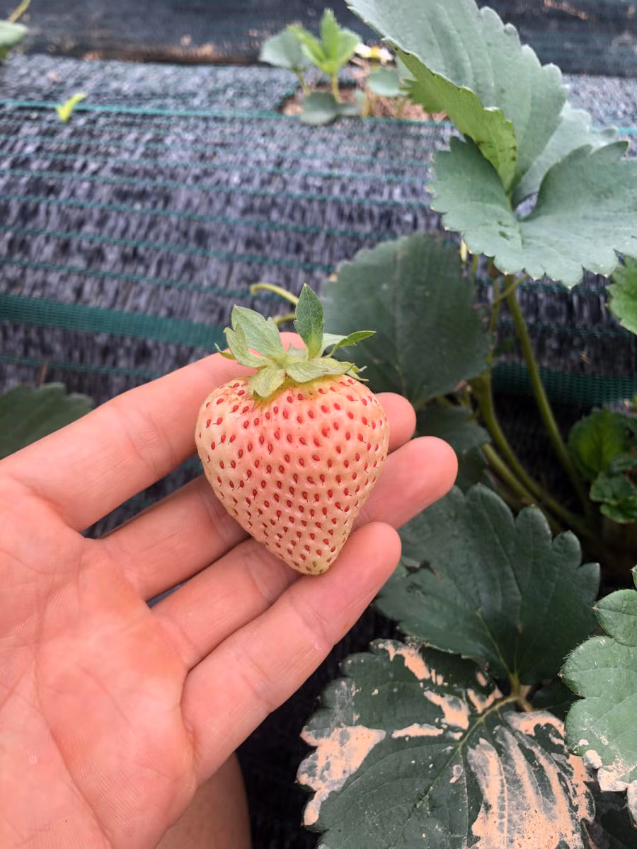 Dù rất khó khăn giai đoạn đầu, nhưng bây giờ Thịnh vui vì đã chinh phục thành công được giống dâu 