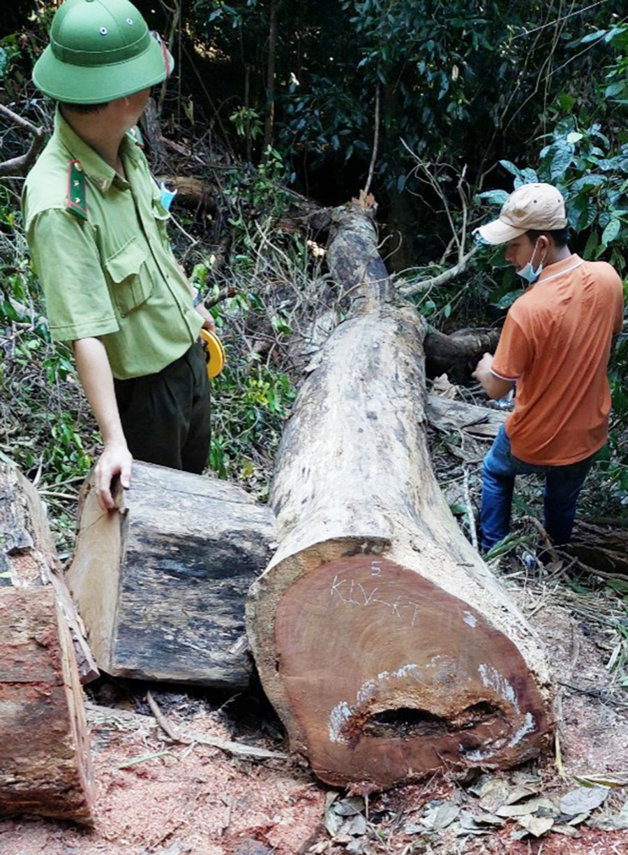 Lực lượng chức năng khám nghiệm hiện trường vụ khai thác gỗ tại Vườn Quốc gia Kon Ka Kinh. Ảnh: Lê Anh Lực lượng chức năng đam khám nghiệm hiện trường vụ khai thác gỗ tại Vườn Quốc gia Kon Ka Kinh. Ảnh: Lê Anh