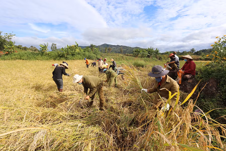 Nhiều nông dân ở xã Nam Yang đã xung phong gặt lúa giúp người dân vùng tâm dịch xã Hà Bầu (huyện Đak Đoa). Ảnh: Văn Ngọc Nhiều nông dân ở xã Nam Yang đã xung phong gặt lúa giúp người dân vùng tâm dịch xã Hà Bầu (huyện Đak Đoa). Ảnh: Văn Ngọc