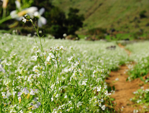 Hoa cải có màu trắng tinh khôi khiến bất kỳ du khách đến Sơn La đều nao lòng. Ảnh: thegioidulich