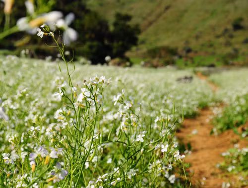 Hoa cải có màu trắng tinh khôi khiến bất kỳ du khách đến Sơn La đều nao lòng. Ảnh: thegioidulich