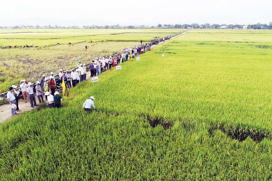 Nhiều giống lúa chất lượng cao được đưa vào sản xuất trên những cánh đồng lớn tại huyện Phú Thiện. Ảnh: Lê Nam