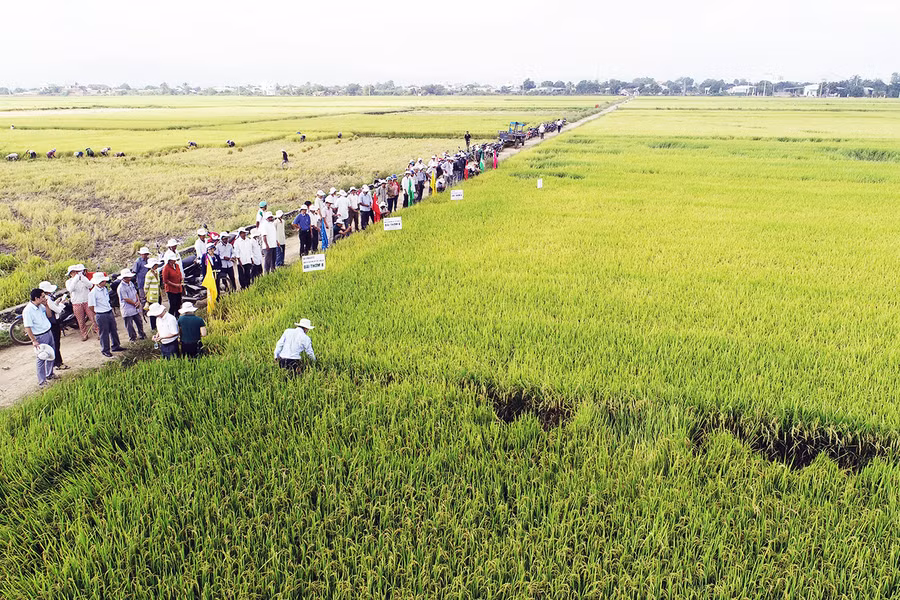 Nhiều giống lúa chất lượng cao được đưa vào sản xuất trên những cánh đồng lớn tại huyện Phú Thiện. Ảnh: Lê Nam Nhiều giống lúa chất lượng cao được đưa vào sản xuất trên những cánh đồng lớn tại huyện Phú Thiện. Ảnh: Lê Nam