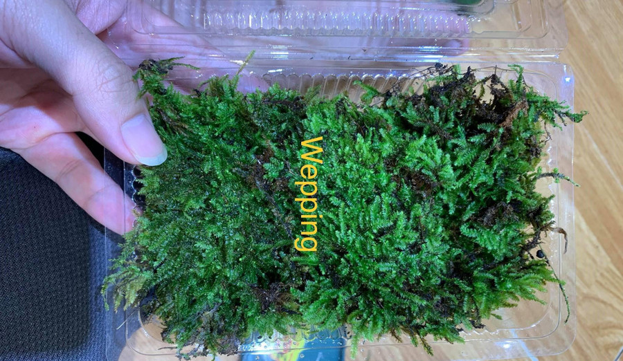Giá dao động từ vài chục đến vài trăm ngàn đồng cho một hộp rêu nhỏ. Ảnh: NVCC
