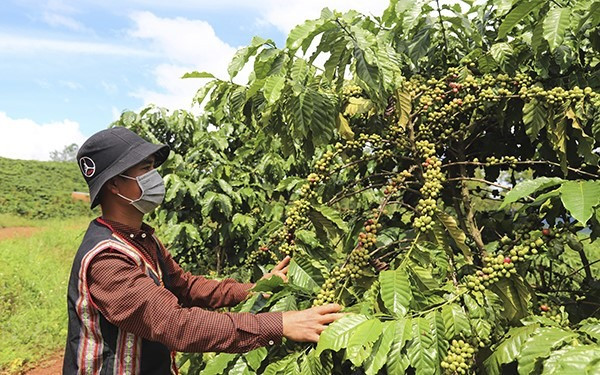 Nhiều mô hình kinh tế, SXKD giỏi xuất hiện nhờ vay vốn chính sách.