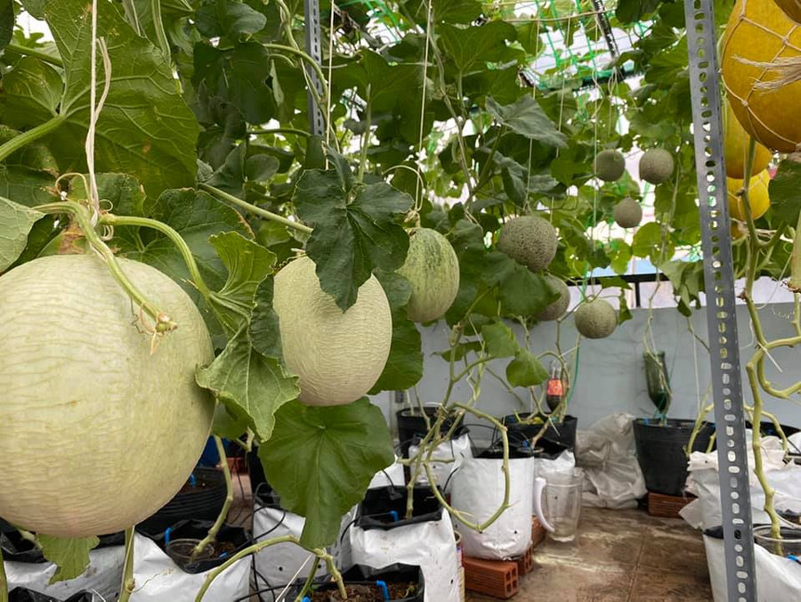 Chị Luyện chú ý cắt tỉa, chỉ giữ lại 1-2 trái mỗi gốc để có được quả chất lượng tốt nhất. Chị Luyện chú ý cắt tỉa, chỉ giữ lại 1-2 trái mỗi gốc để có được quả chất lượng tốt nhất.