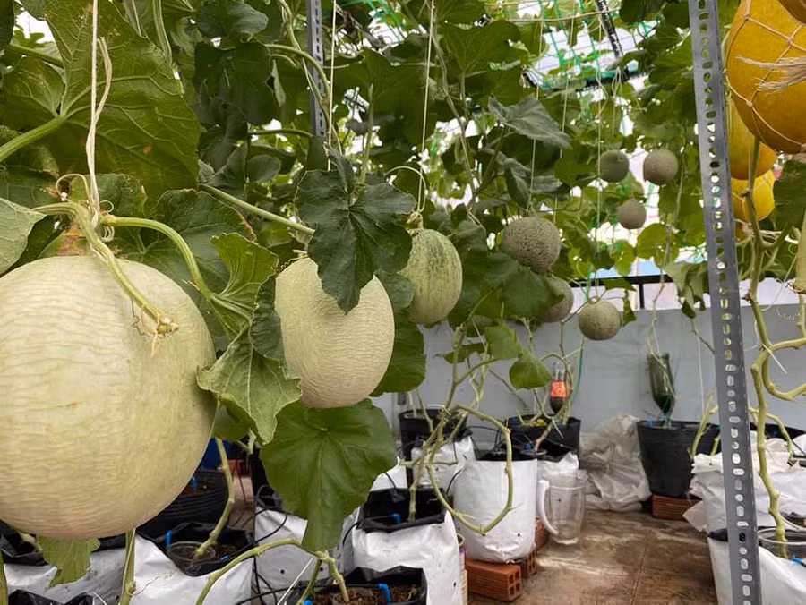 Chị Luyện chú ý cắt tỉa, chỉ giữ lại 1-2 trái mỗi gốc để có được quả chất lượng tốt nhất.