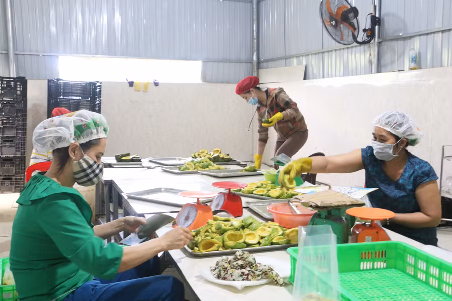 Chế biến bơ đông lạnh tại cơ sở của ông Nguyễn Thanh Phúc. Ảnh: Quang Tấn