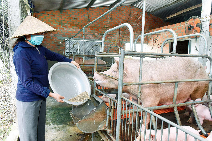 3.Chị Nguyễn Thị Loan (thôn An Điền Nam, thị xã An Khê) vay 50 triệu đồng từ chương trình giải quyết việc làm để làm chuồng trại chăn nuôi heo. Chị Loan cho hay: Trong chuồng thường xuyên có 10 con heo nái, 60 con heo thịt, mỗi năm xuất chuồng được 2 lứa, giá bán từ 800 ngàn đến 1 triệu đồng/con. Đến nay, gia đình chị đã thoát nghèo, tổng thu nhập gia đình từ 90-100 triệu đồng.