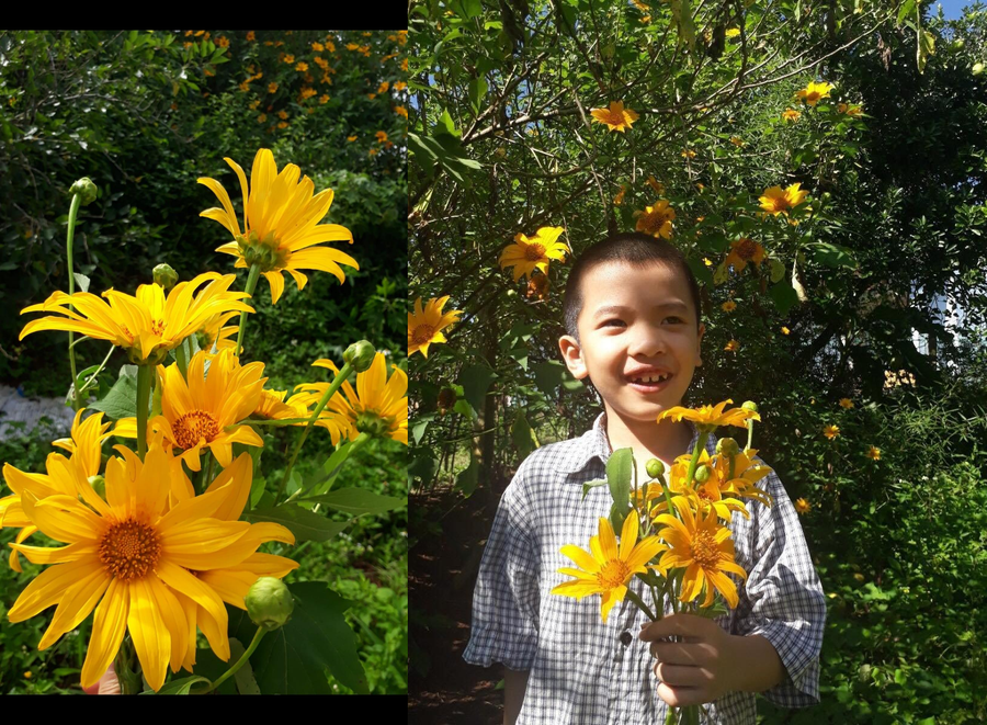 Mùa này cả khu vườn vàng rực màu hoa dã quỳ. Ảnh: Thu Trân