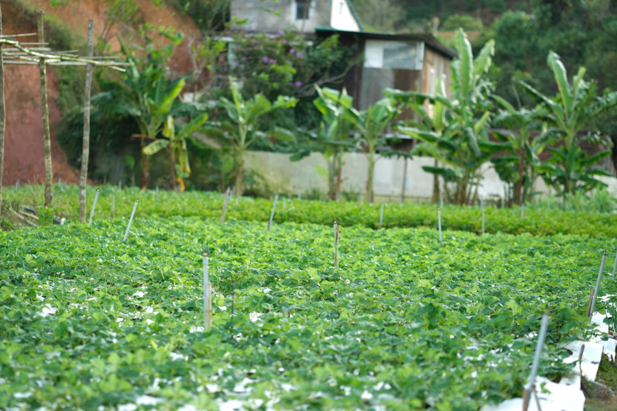 Vườn dâu Bạch Tuyết ngoài trời tại nông trại của Thịnh