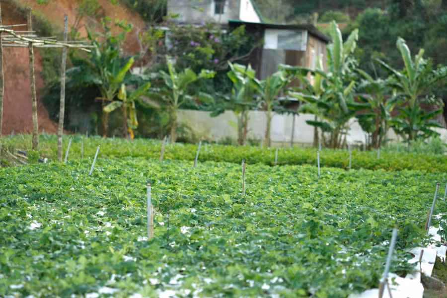 Vườn dâu Bạch Tuyết ngoài trời tại nông trại của Thịnh