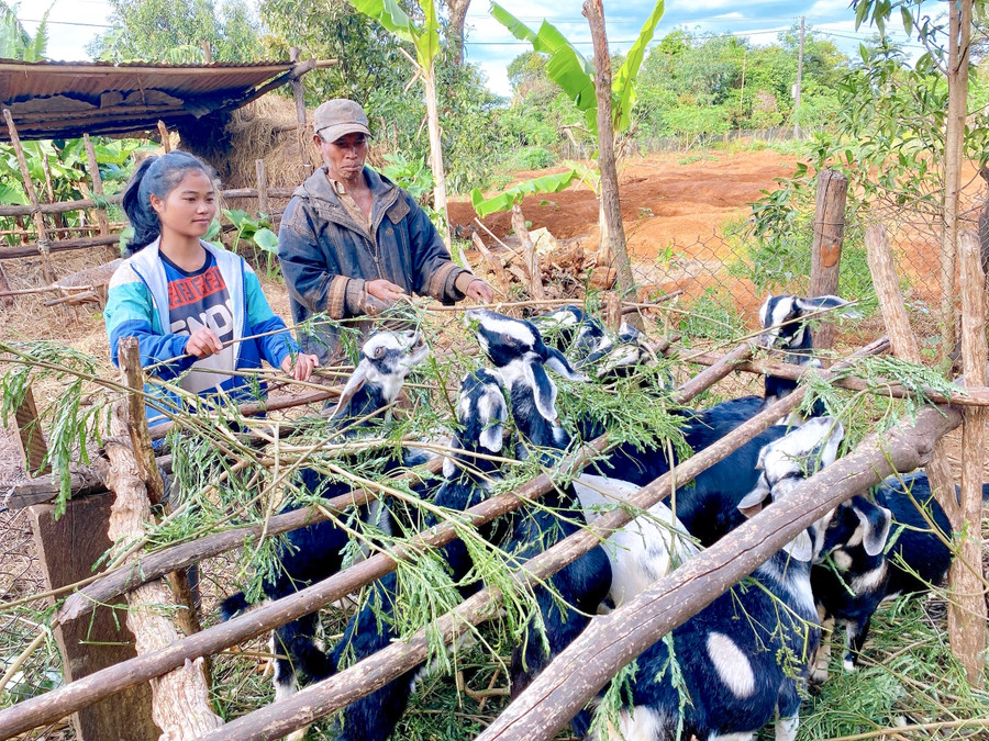 Từ khi bị chấm dứt hợp đồng, chị Rơ Mah Khưng (làng Thông Yố, xã Ia Kênh, TP. Pleiku) ở nhà phụ giúp bố mẹ việc nhà cửa và ruộngvườn. Ảnh: Hồng Thi