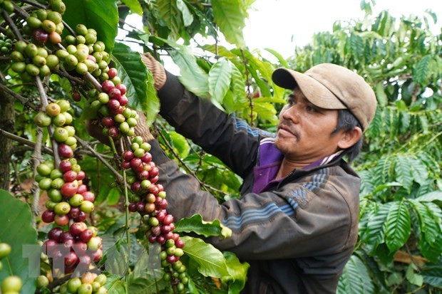 Nông dân thu hoạch càphê. Ảnh: TTXVN Nông dân thu hoạch càphê. Ảnh: TTXVN