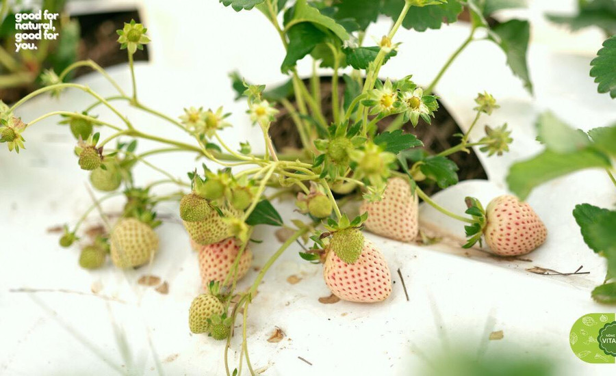 Thịnh đã rất táo bạo khi đưa giống dâu được đánh giá hiếm nhất, đắt nhất và khó trồng nhất ra trồng ngoài trời - Ảnh: NVCC