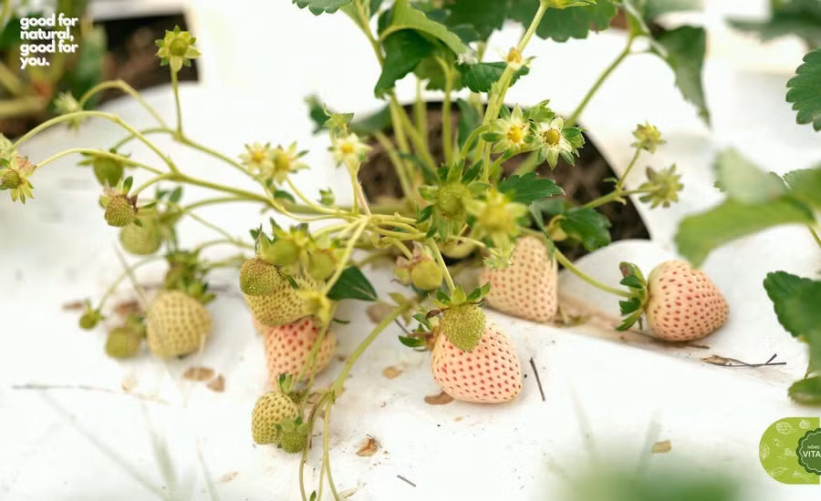 Thịnh đã rất táo bạo khi đưa giống dâu được đánh giá hiếm nhất, đắt nhất và khó trồng nhất ra trồng ngoài trời - Ảnh: NVCC