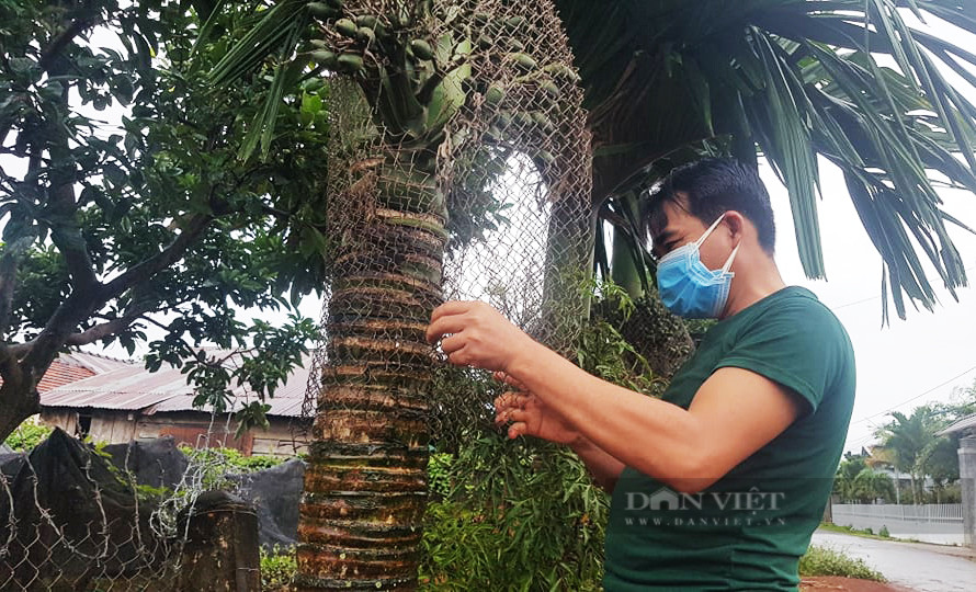 Anh Nguyễn Văn Thời thị trấn Quảng Phú, huyện Cư M'Gar ((Đắk Lắk) cực chẳng đã phải 