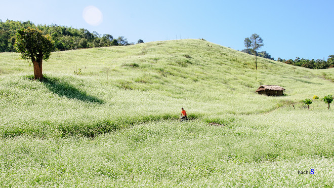 Đồi hoa cải rộng lớn. Ảnh: hachi8