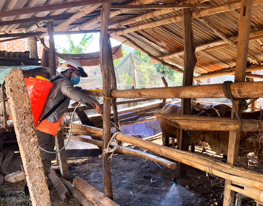 Cán bộ chăn nuôi thú y xã Ia blang, huyện CHư Sê phun thuốc khử trùng khu tất cả chuồng trại chăn nuôi bò cho người dân. Ảnh: Lê Nam