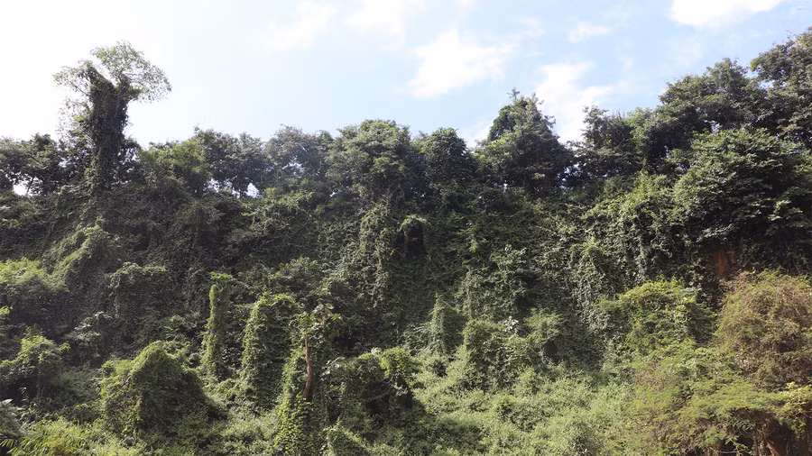 Các rặng dậy leo và cây rừng vẫn còn hoang sơ. Ảnh: Sầm Ánh