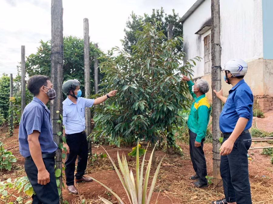 Cán bộ Mặt trận huyện và xã Ia Drăng thường xuyên hướng dẫn người dân thay đổi cách thức sản xuất để tăng năng suất. Ảnh: Hà Duy