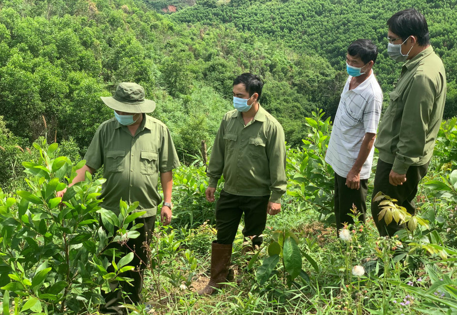 Cán bộ Công ty TNHH MTV Lâm nghiệp Lắk kiểm tra tiến độ trồng rừng tại các hộ giao khoán.