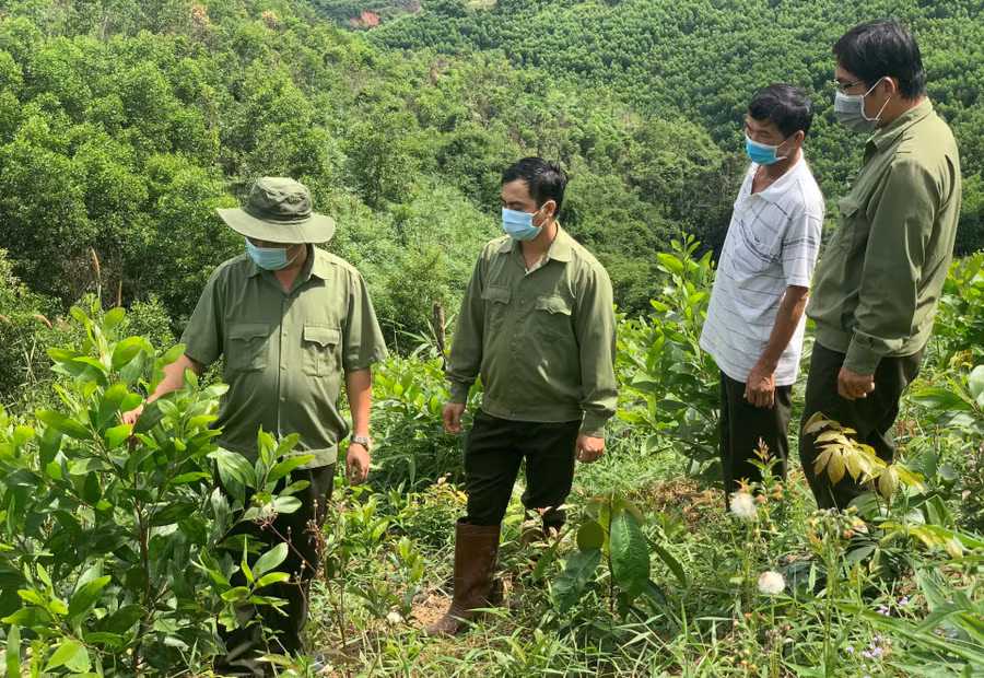 Cán bộ Công ty TNHH MTV Lâm nghiệp Lắk kiểm tra tiến độ trồng rừng tại các hộ giao khoán.