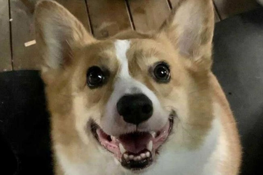 Con chó corgi bị giết ở Trung Quốc để ngăn ngừa COVID-19. Ảnh chụp màn hình Con chó corgi bị giết ở Trung Quốc để ngăn ngừa COVID-19. Ảnh chụp màn hình