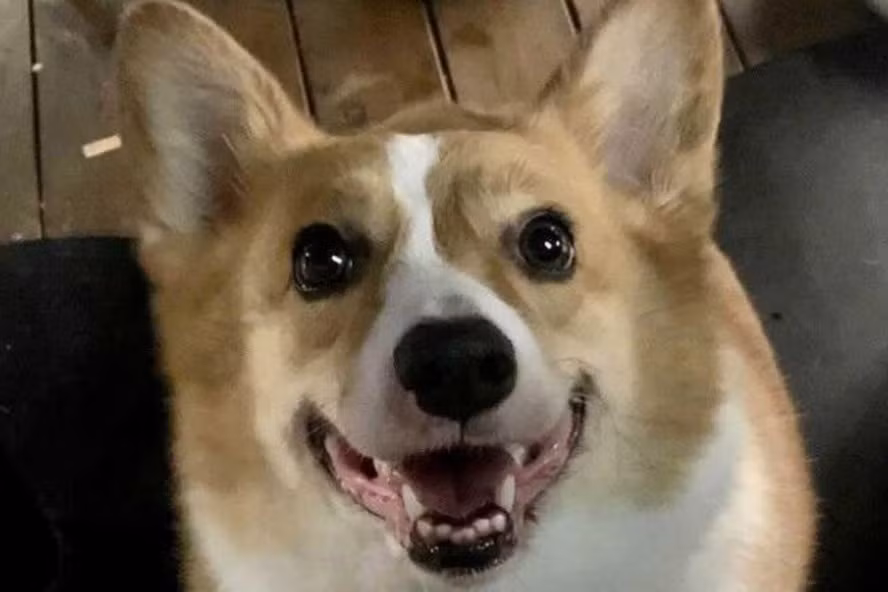 Con chó corgi bị giết ở Trung Quốc để ngăn ngừa COVID-19. Ảnh chụp màn hình