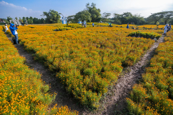 Ngoài ra, Phim trường Thảo nguyên Long Biên có rất nhiều loại hoa khác đang trong thời điểm nở rộ